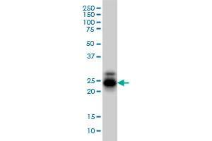 CREG1 monoclonal antibody (M01), clone 1B7 Western Blot analysis of CREG1 expression in HL-60 .
