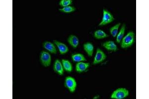 Immunofluorescent analysis of A549 cells using ABIN7153717 at dilution of 1:100 and Alexa Fluor 488-congugated AffiniPure Goat Anti-Rabbit IgG(H+L) (GFRA1 anticorps  (AA 230-385))