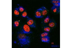 Immunofluorescence staining of BXDC2 on MCF-7 cell use BXDC2 MaxPab polyclonal antibody (1:100, 4 °C overnight). (BRIX1 anticorps  (AA 1-353))