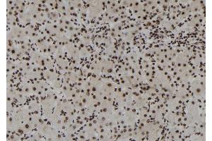 ABIN6273109 at 1/100 staining Human liver tissue by IHC-P. (DHX38 anticorps  (C-Term))