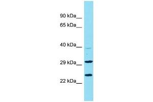 Host: Rabbit Target Name: C9orf106 Sample Type: U937 Whole Cell lysates Antibody Dilution: 1. (C9ORF106 anticorps  (N-Term))