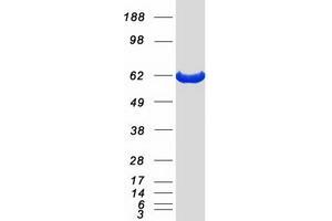 Validation with Western Blot