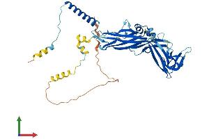 AlphaFold protein structure predicition of Human Recombinant P2RX5 Protein, UniprotID Q93086
