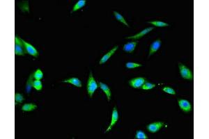 Immunofluorescent analysis of Hela cells using ABIN7168546 at dilution of 1:100 and Alexa Fluor 488-congugated AffiniPure Goat Anti-Rabbit IgG(H+L)