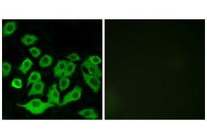 Immunofluorescence (IF) image for anti-Ribosomal Protein L36 (RPL36) (Internal Region) antibody (ABIN1850636) (RPL36 anticorps  (Internal Region))