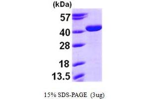 SDS-PAGE (SDS) image for Arginase, Type II (ARG2) (AA 23-354) protein (His tag) (ABIN667789) (ARG2 Protein (AA 23-354) (His tag))