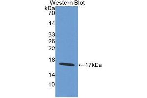 Western Blotting (WB) image for anti-WAP Four-Disulfide Core Domain 5 (WFDC5) (AA 1-123) antibody (ABIN1980544)