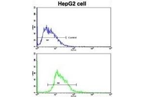 Flow cytometric analysis of HepG2 cells using ESR2 Antibody (Center)(bottom histogram) compared to a negative control cell (top histogram). (ESR2 anticorps  (AA 369-397))