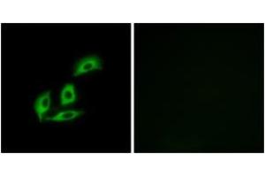 Immunofluorescence analysis of A549 cells, using NECAB3 Antibody. (NECAB3 anticorps  (AA 321-370))