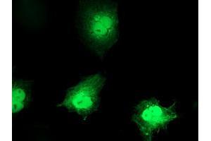 Immunofluorescence (IF) image for anti-Chromosome 1 Open Reading Frame 50 (C1ORF50) antibody (ABIN1497034) (C1ORF50 anticorps)