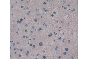 Used in DAB staining on fromalin fixed paraffin- embedded liver tissue (TCEA3 anticorps  (AA 59-348))