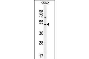 Western blot analysis in K562 cell line lysates (35ug/lane). (RGS7 anticorps  (C-Term))