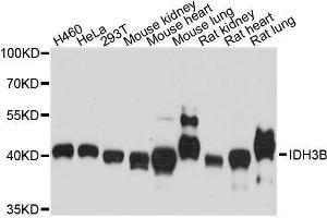 Western blot analysis of extracts of various cell lines, using IDH3B antibody. (IDH3B anticorps  (AA 35-170))