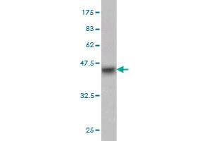 Western Blot detection against Immunogen (37. (CD93 anticorps  (AA 33-140))