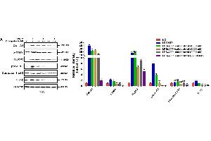 Calcipotriol retards liver fibrogenesis by inhibiting the HSC activation through inhibiting NLRP3 activation.