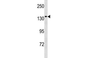 MCM9 antibody western blot analysis in 293 lysate. (MCM9 anticorps  (AA 316-345))