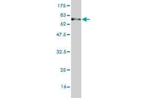 Western Blot detection against Immunogen (64.