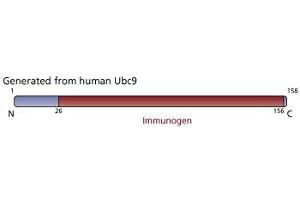 Image no. 1 for anti-Ubiquitin-Conjugating Enzyme E2I (UBE2I) (AA 26-156) antibody (ABIN968155) (UBE2I anticorps  (AA 26-156))