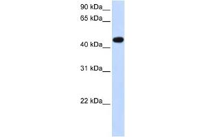 WB Suggested Anti-AADAC Antibody Titration:  0. (AADAC anticorps  (N-Term))