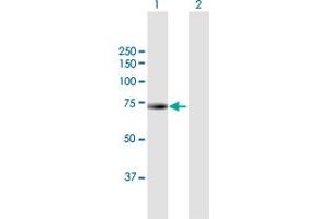 Western Blot analysis of BIRC3 expression in transfected 293T cell line by BIRC3 MaxPab polyclonal antibody. (BIRC3 anticorps  (AA 1-604))