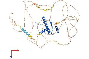 AlphaFold protein structure predicition of Human Recombinant MEF2A Protein, UniprotID Q02078