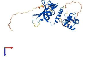 AlphaFold protein structure predicition of Mouse Recombinant Rpa2 Protein, UniprotID Q62193