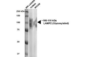 Western Blot analysis of Human, Mouse HEK293 and 3T3NIH cell lysates showing detection of ~100-110 kDa LAMP2 protein using Rat Anti-LAMP2 Monoclonal Antibody, Clone GL2A7 (ABIN361745 and ABIN361746). (LAMP2 anticorps)