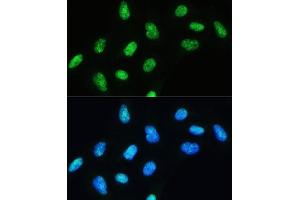Immunofluorescence analysis of U-2 OS cells using DHX9/RNA Helicase Aantibody (ABIN7265748) at dilution of 1:100. (DHX9 anticorps)