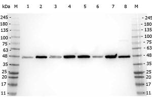 Western Blot of Rabbit anti-Beta Amyloid antibody.