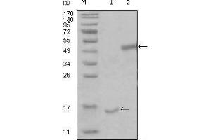 Western blot analysis using PARL mouse mAb against truncated Trx-PARL recombinant protein (1) and truncated MBP-PARL(aa112-167) recombinant protein (2). (PARL anticorps  (AA 112-167))