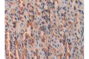 Detection of UCN in Rat Stomach Tissue using Polyclonal Antibody to Urocortin (UCN)