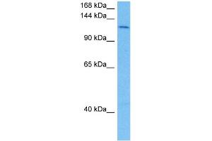 Host:  Mouse  Target Name:  SMC3  Sample Tissue:  Mouse Liver  Antibody Dilution:  1ug/ml