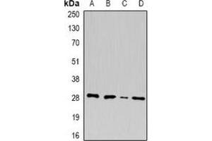 Western blot analysis of U2AF1 expression in A549 (A), MCF7 (B), mouse pancreas (C), rat liver (D) whole cell lysates.