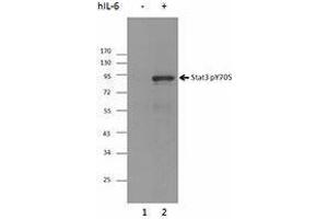 Western Blotting (WB) image for anti-Signal Transducer and Activator of Transcription 3 (Acute-Phase Response Factor) (STAT3) (pTyr705) antibody (ABIN2666371) (STAT3 anticorps  (pTyr705))