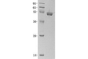 Validation with Western Blot (DHPS Protein (Transcript Variant 1))