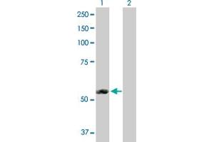 Western Blot analysis of ERMAP expression in transfected 293T cell line by ERMAP MaxPab polyclonal antibody.