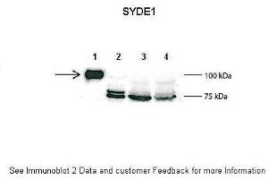 Lanes:   1: 2ug mouse SYDE1 transfected HEK293T lysate, 2: 15ug untransfected HEK293T lysate, 3: 100ug wild type mouse brain lysate, 4: 100ug SYDE1 knock-out mouse brain lysate  Primary Antibody Dilution:   1:500  Secondary Antibody:   Anti-rabbit L-chain HRP  Secondary Antibody Dilution:   1:10,000  Gene Name:   SYDE1  Submitted by:   Anonymous (SYDE1 anticorps  (C-Term))