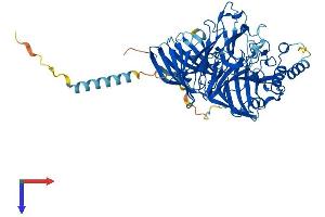 AlphaFold protein structure predicition of Human Recombinant DBH Protein, UniprotID P09172