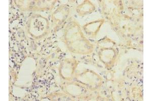 Immunohistochemistry of paraffin-embedded human kidney tissue using ABIN7168400 at dilution of 1:100 (RBPMS anticorps  (AA 1-219))
