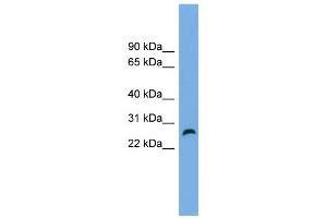 WB Suggested Anti-FAM3D Antibody Titration: 0. (FAM3D anticorps  (Middle Region))