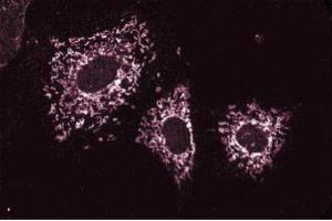 Immunofluoresence staining of NIH-3T3 cells.
