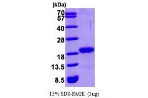 SDS-PAGE (SDS) image for GABA(A) Receptor-Associated Protein (GABARAP) (AA 1-117) protein (His tag) (ABIN666937) (GABARAP Protein (AA 1-117) (His tag))