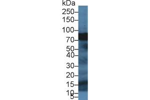 Western Blot; Sample: Porcine Pancreas lysate; Primary Ab: 1µg/ml Rabbit Anti-Human SPTbN4 Antibody Second Ab: 0. (SPTBN4 anticorps  (AA 64-285))