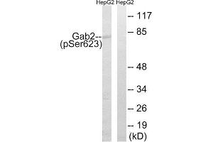Western Blotting (WB) image for anti-GRB2-Associated Binding Protein 2 (GAB2) (pSer623) antibody (ABIN1847780)