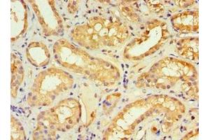 Immunohistochemistry of paraffin-embedded human kidney tissue using ABIN7161640 at dilution of 1:100 (KLRC1 anticorps  (AA 114-233))