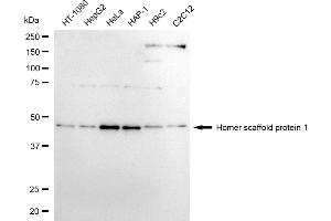 Western blotting analysis using homer scaffold protein 1 antibody (ABIN7800940). (Recombinant Homer Scaffold Protein 1 anticorps)