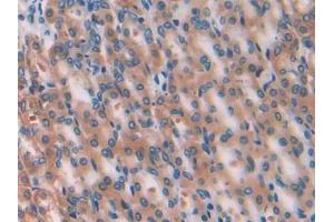 IHC-P analysis of Rat Stomach Tissue, with DAB staining. (GPI anticorps  (AA 335-558))