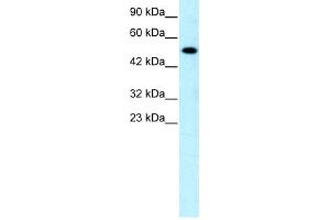 WB Suggested Anti-NR5A1 Antibody Titration:  0.