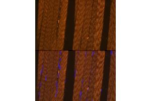 anti-Fructose-1,6-Bisphosphatase 2 (FBP2) (AA 1-339) antibody