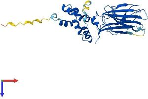 AlphaFold protein structure predicition of Human Recombinant FBXO17 Protein, UniprotID Q96EF6